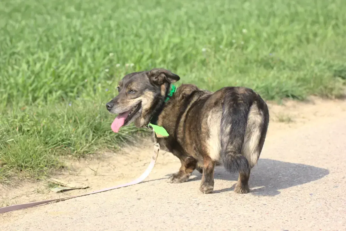Benni - Dackel, Deutscher Schäferhund - Bild 3