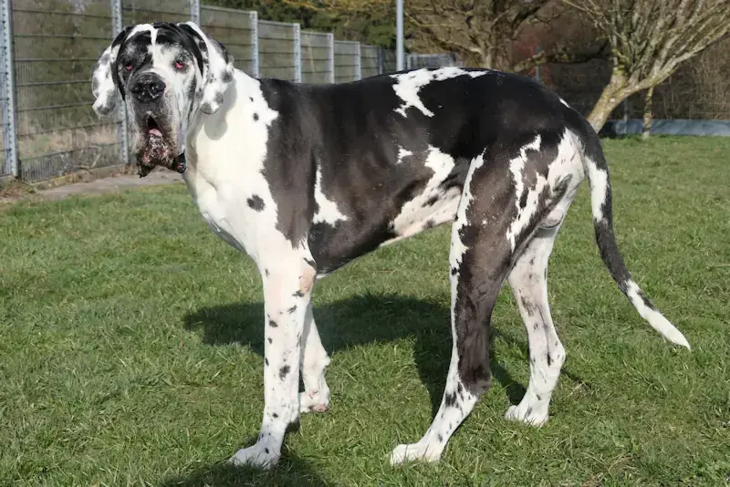 Ramazotti - Deutsche Dogge - Bild 1