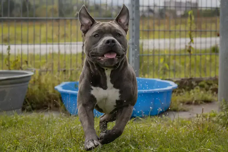 Hippo - American Staffordshire Terrier - Bild 2