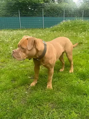 Emmy – Englische Bulldogge – Bild 4