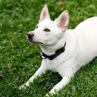 Ivy – Deutscher Schäferhund – Bild 3