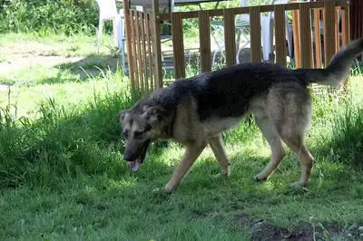 Billy – Deutscher Schäferhund – Bild 6