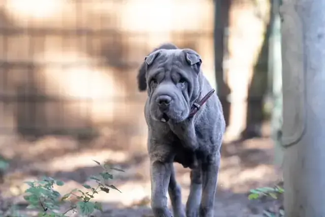 Shar-Pei Mei