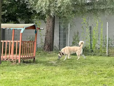 Chester – Deutscher Schäferhund – Bild 11