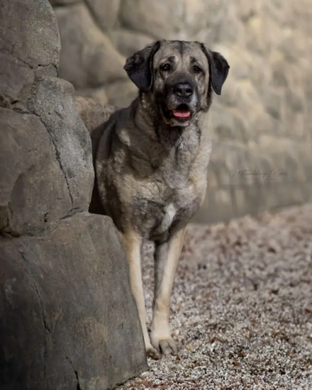 Naz - Kangal-Hirtenhund - Bild 17