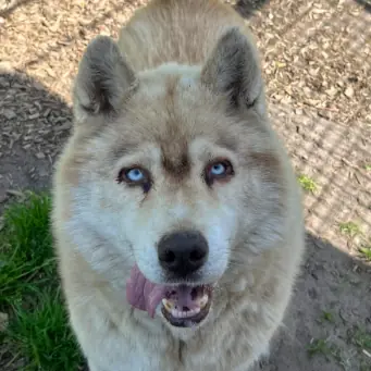Red - Siberian Husky - Bild 2