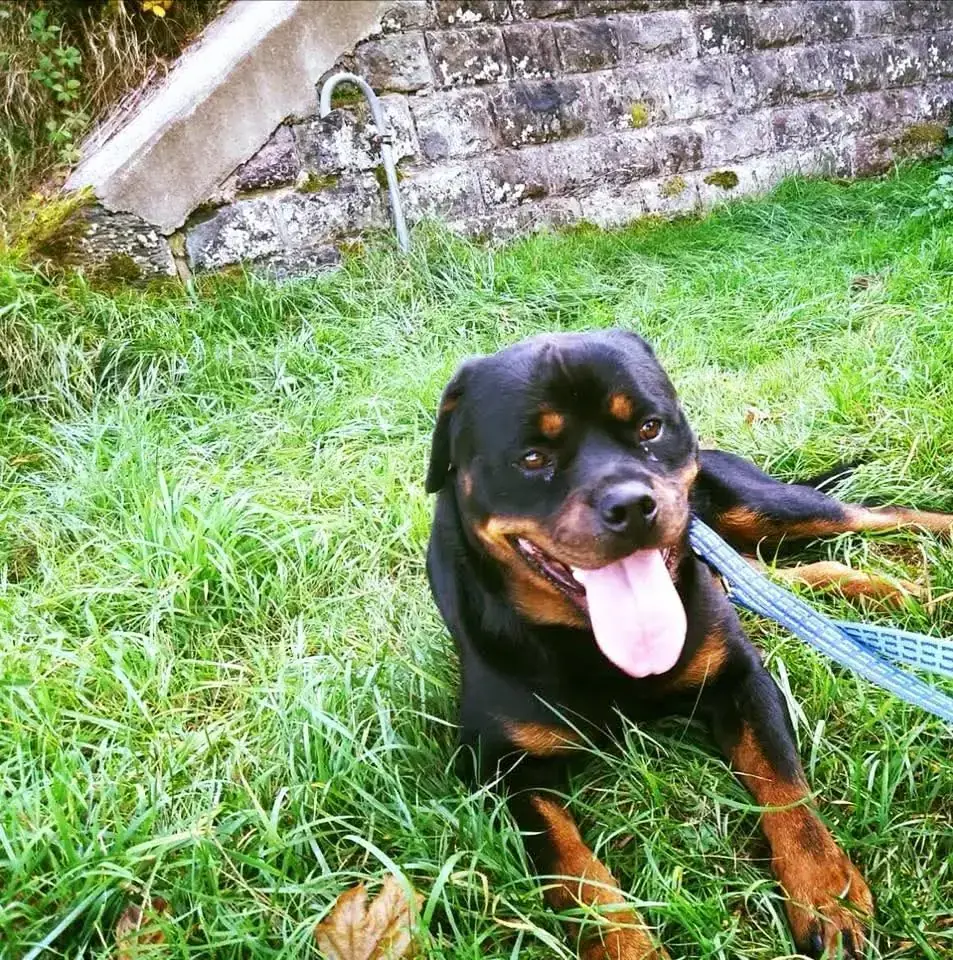 Nero - Rottweiler - Bild 6
