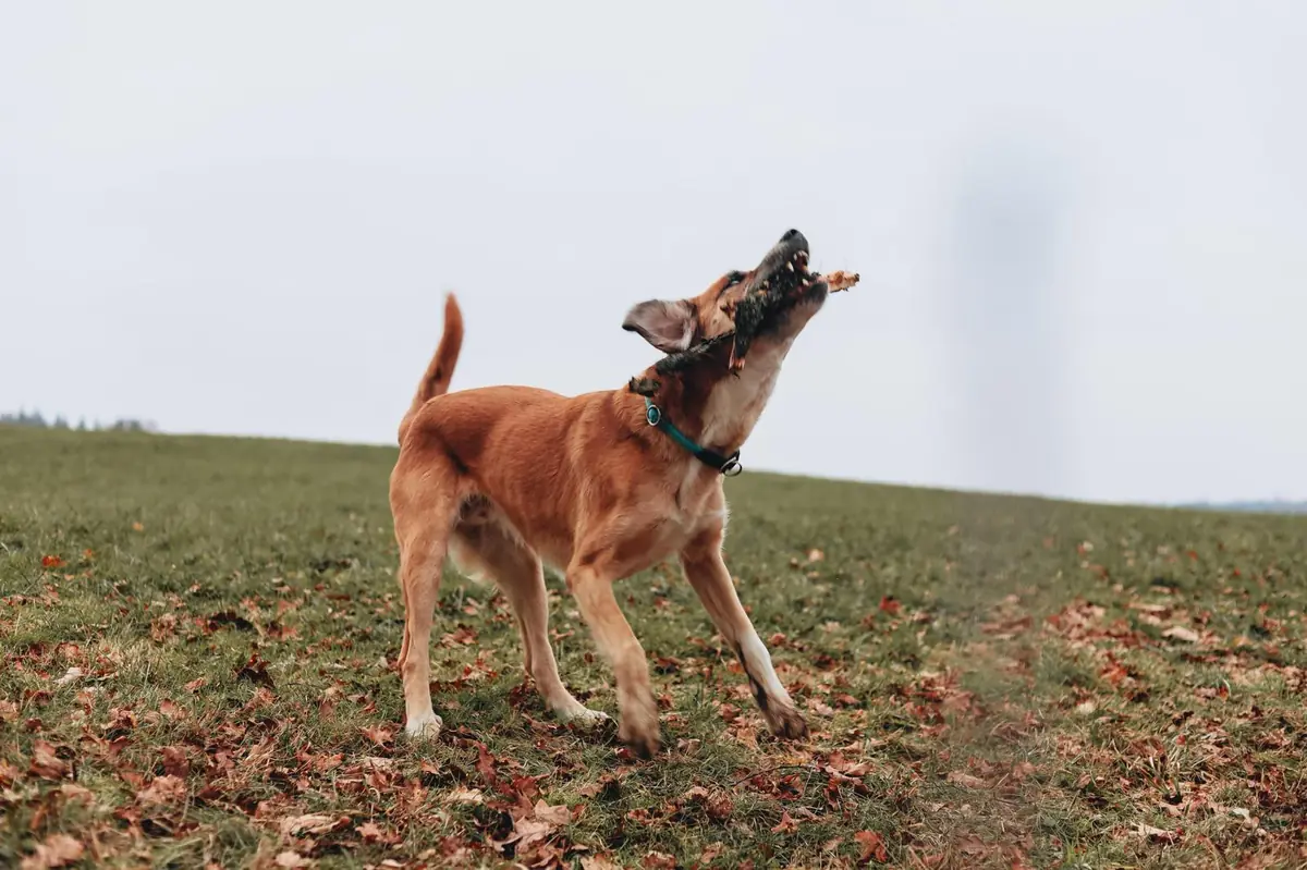 Hund Bailey