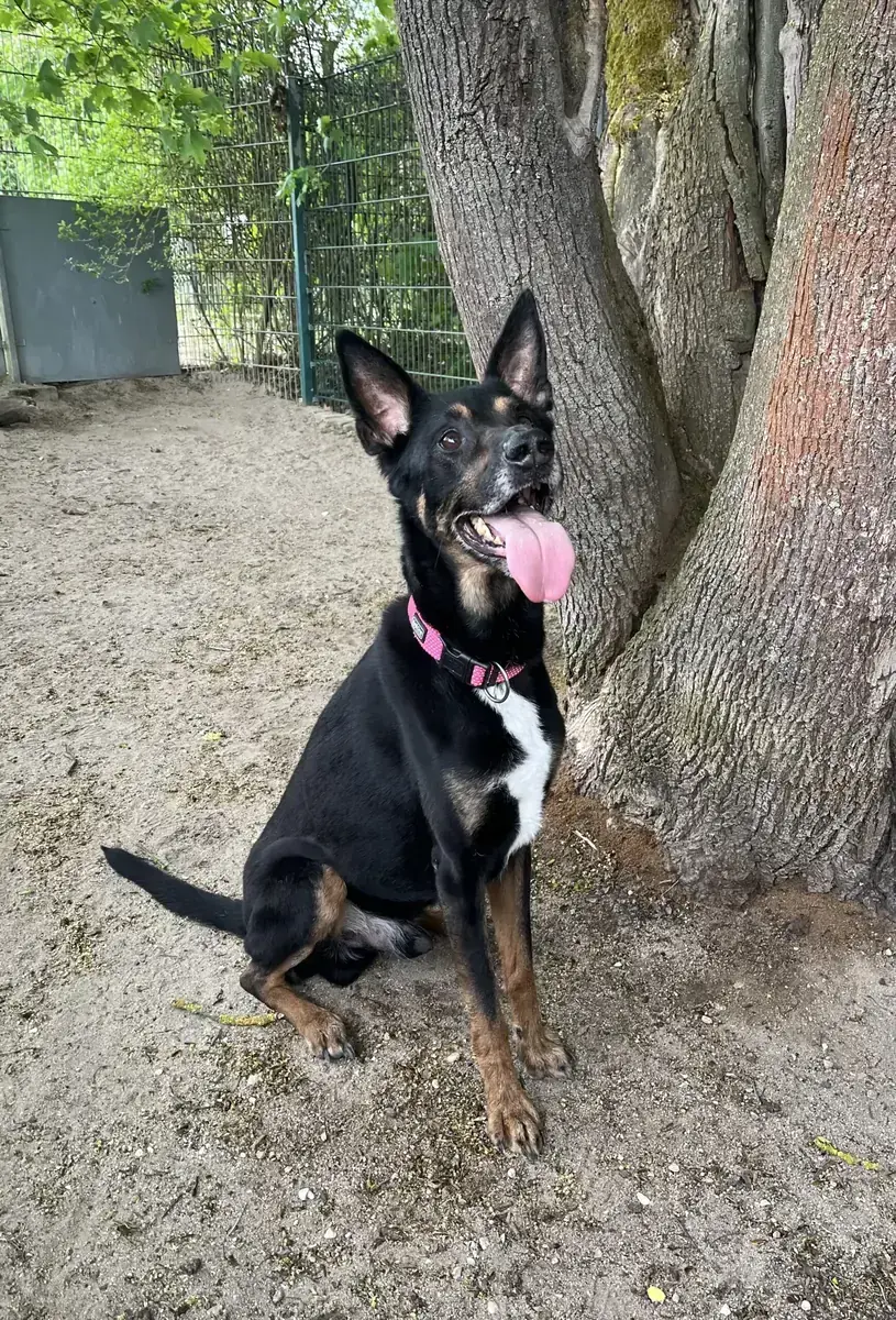 Duke - Dobermann, Deutscher Schäferhund - Bild 2