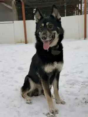 Fenris – Deutscher Schäferhund – Bild 3