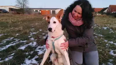 Duke – Podenco Canario – Bild 10