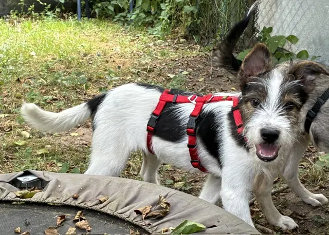 Rufus -  - Bild 2