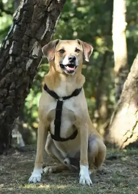 Spike – Hund – Bild 11