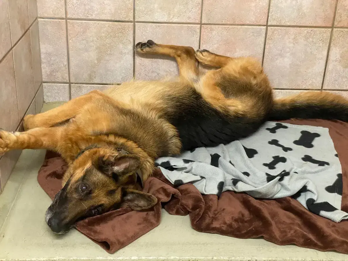 Aaron - Deutscher Schäferhund - Bild 6