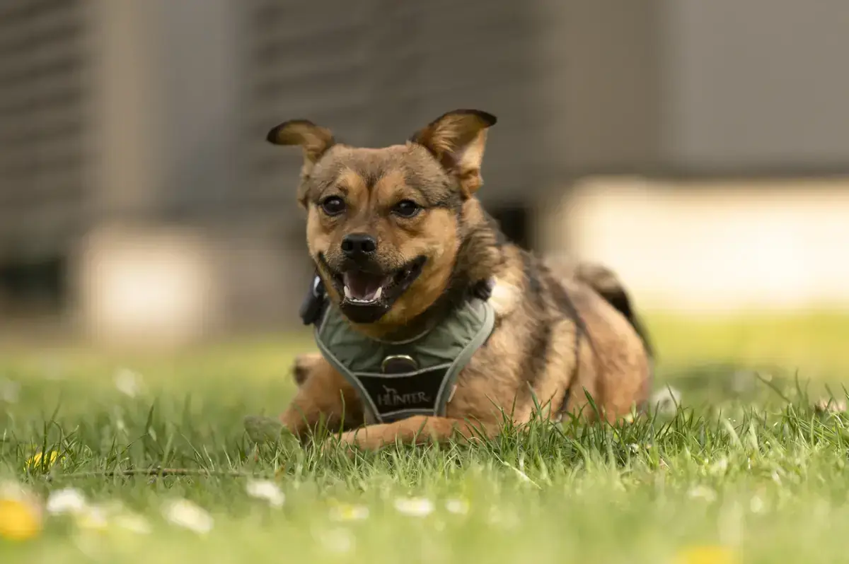 Max -  - Bild 3