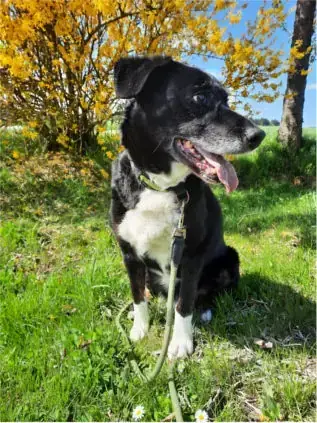 Sammy - Border Collie - Bild 3