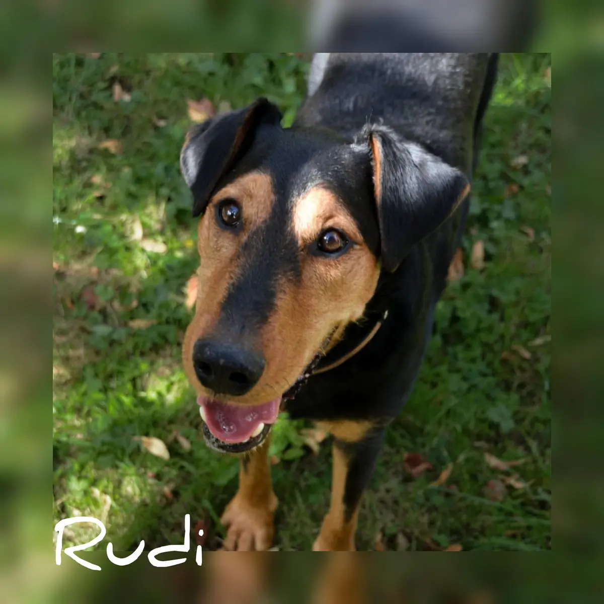 Rudi -  - Bild 17