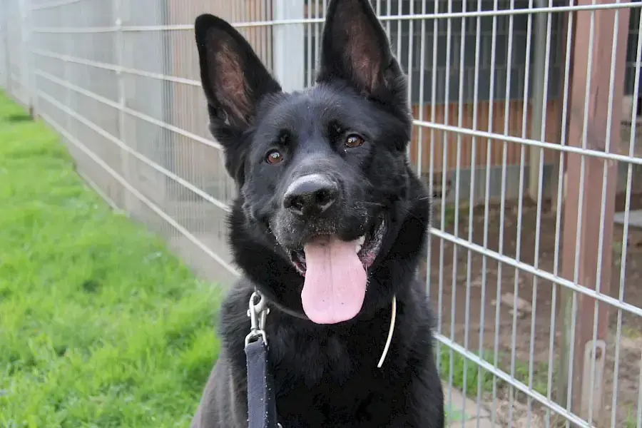 Oskar - Deutscher Schäferhund - Bild 7