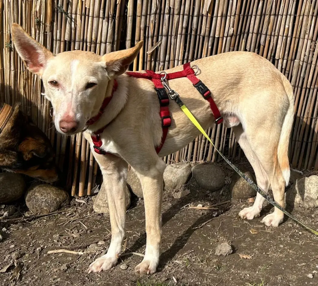 Phenix - Podenco Canario - Bild 1