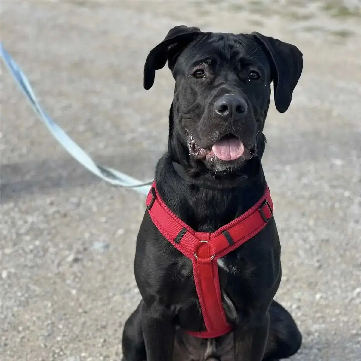 JAX - Cane Corso Italiano - Bild 2