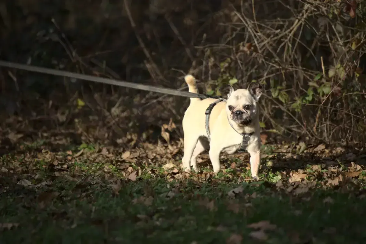 Bobby - Mops - Bild 2