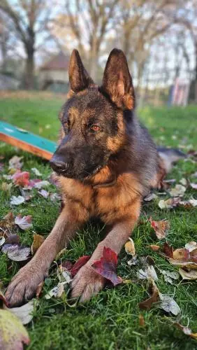 Jonny - Deutscher Schäferhund - Bild 5