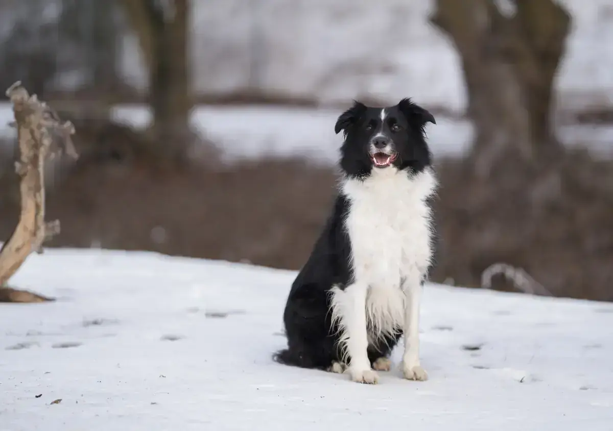Border Collie Balu