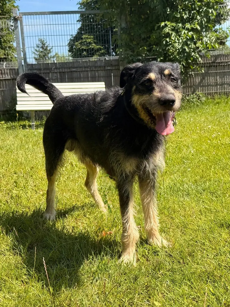 Timmy -  - Bild 2
