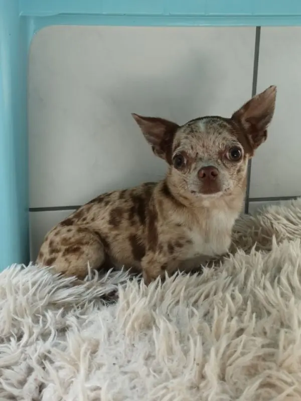 Hugo - Chihuahua - Bild 3