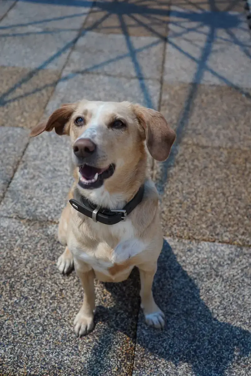 Sunny -  - Bild 6