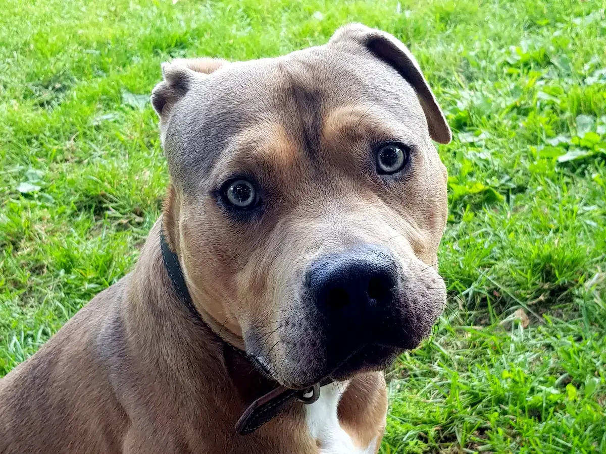 Pablo - American Staffordshire Terrier - Bild 3