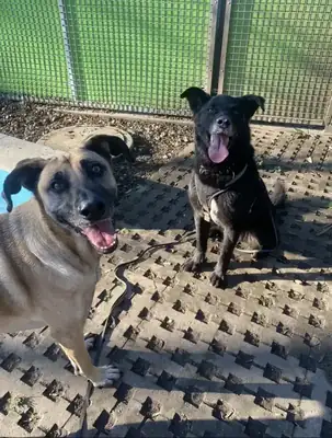 Rex – Deutscher Schäferhund – Bild 24