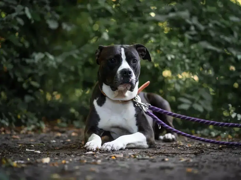 American Staffordshire Terrier-Mix Khalessi