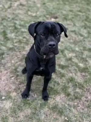 Skyler – Cane Corso Italiano – Bild 2