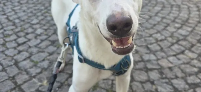 Balto -  - Bild 1