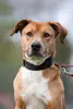 Ben - Rhodesian Ridgeback - Bild 3