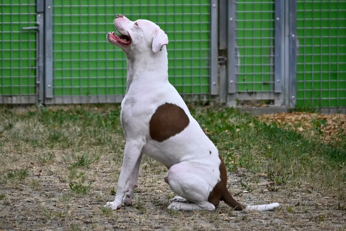 Staffordshire Bullterrier-Mix Tyger