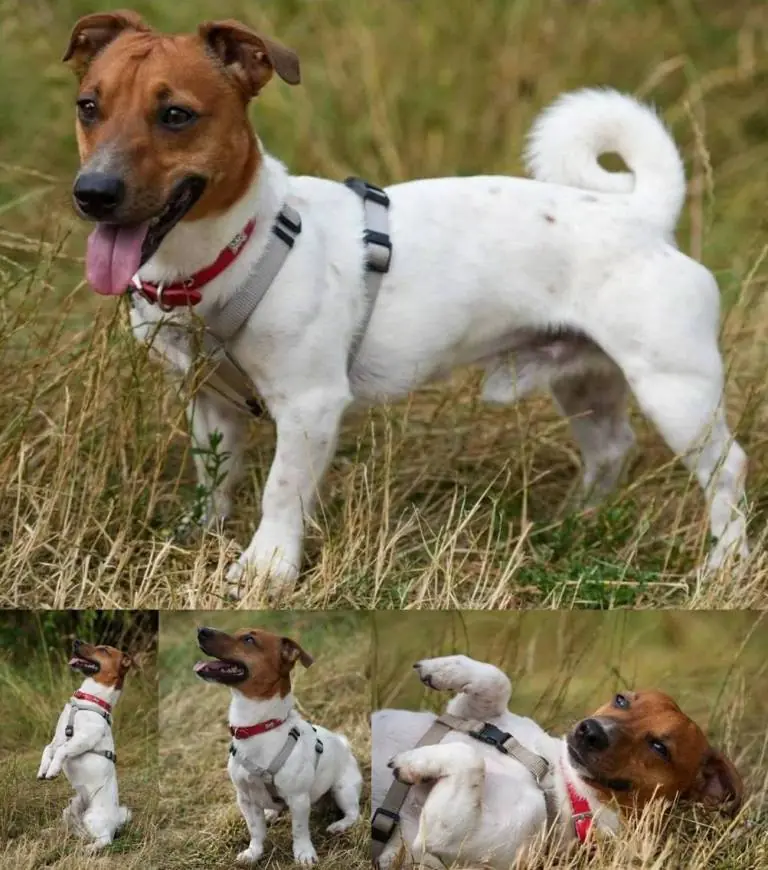 Hugo - Jack Russell Terrier - Bild 1