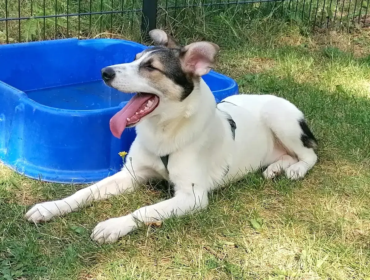 Laika -  - Bild 5