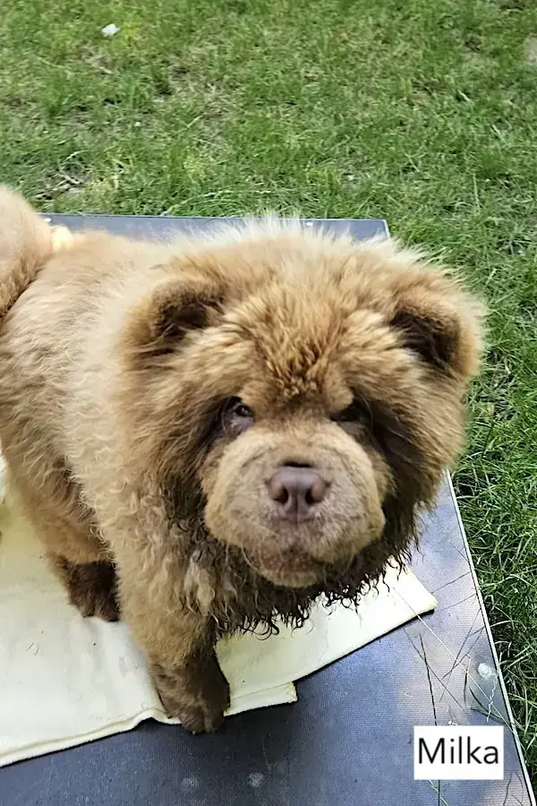 Cookie - Chow-Chow - Bild 4