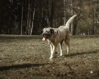 Naz – Kangal-Hirtenhund – Bild 16