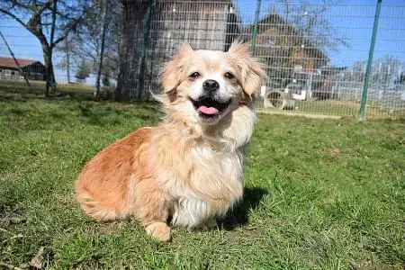 Penny und Wise - Pekingese - Bild 2