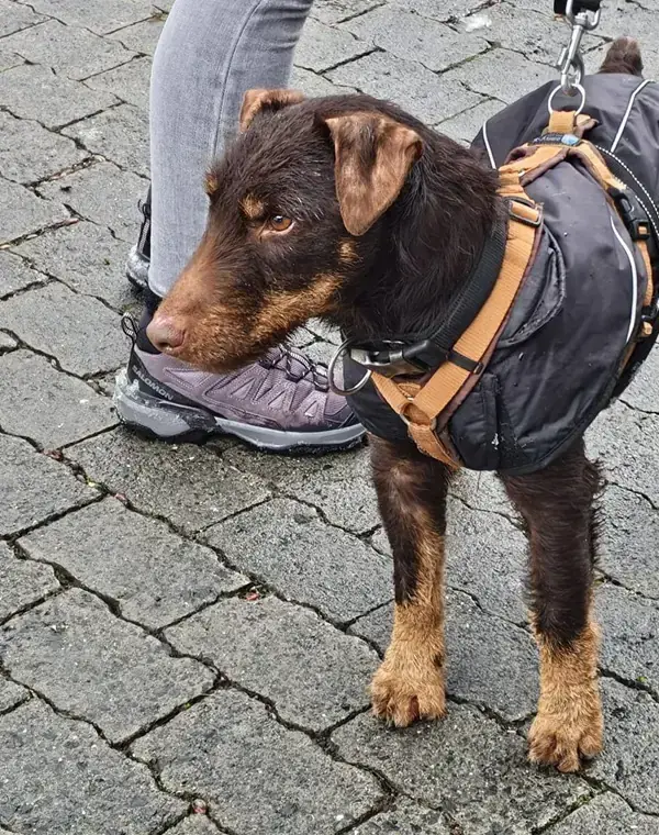 Jack Sparrow - Deutscher Jagdterrier - Bild 1