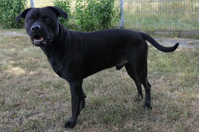 Darwin - Rottweiler - Bild 3