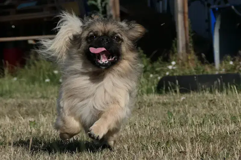 Pekingese Tyrion