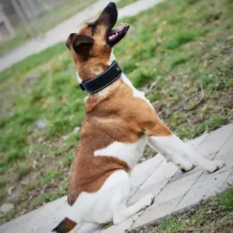 Rudi - Foxterrier Drahthaar - Bild 9