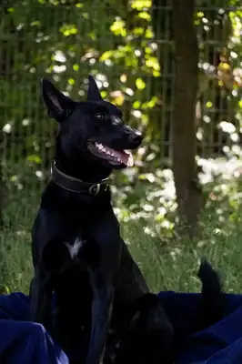 Greta – Deutscher Schäferhund – Bild 5