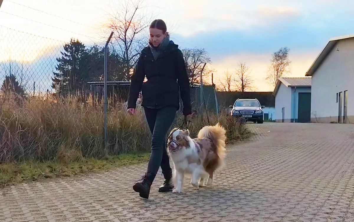 Noya - Australian Shepherd - Bild 7