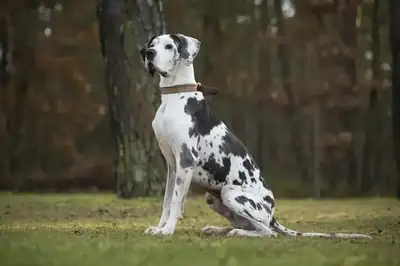 Karl – Deutsche Dogge – Bild 4