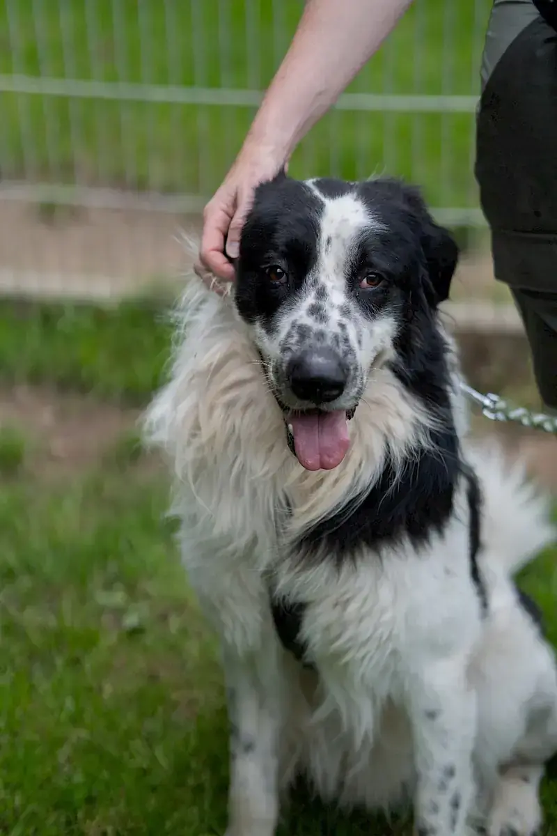 Pongo -  - Bild 17